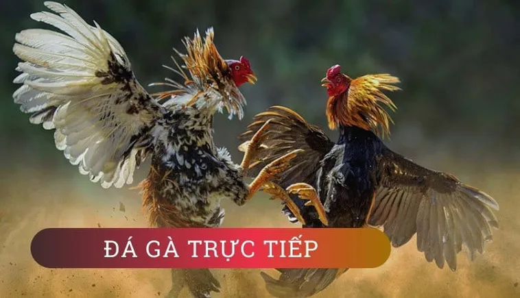 Bí Quyết Thắng Lớn Khi Chơi Đá Gà 3D Tại 99OK Dành Cho Cược Thủ