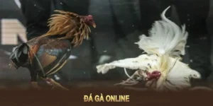 Bí Quyết Chinh Phục Đá Gà Sabong Tại 99OK: Hướng Dẫn Chi Tiết